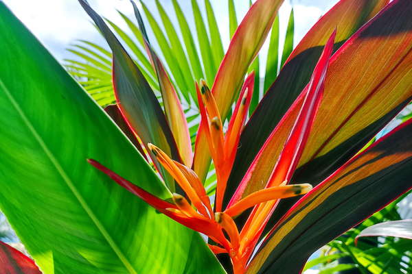 Flores tropicales heliconias y fragancias.